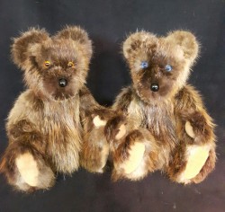 Blue and brown eyed bears from beaver coat